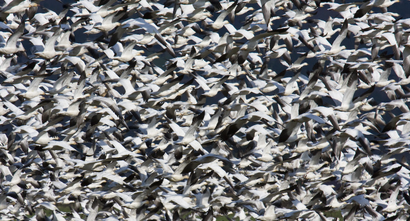 Snow Geese In Flight